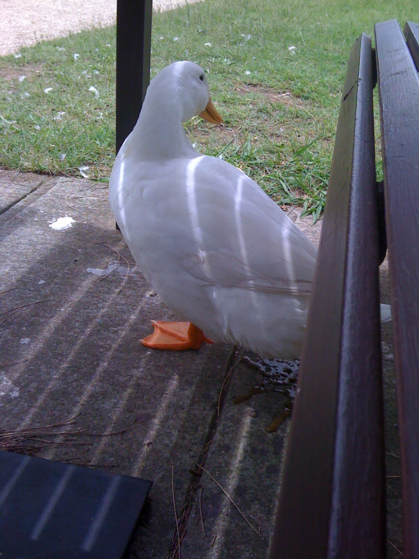 Lunch Duck.jpg